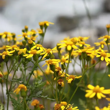 Loredana Livigno
